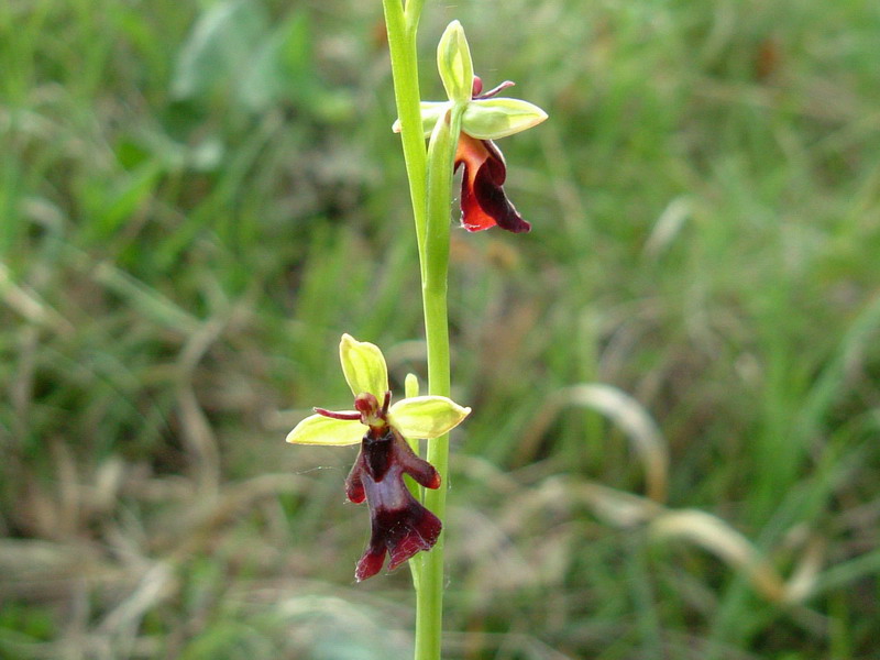 Insectifera ??